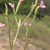 Canscora heteroclita (L.) Gilg